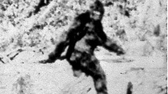 Photographers Roger Patterson and Bob Gimlin made this image in October 1967, purportedly showing a female Bigfoot.