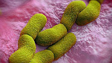 An illustration of the Yersinia pestis bacterium that causes pneumonic plague.