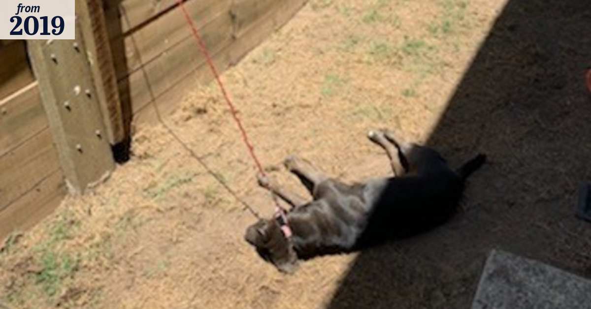 Dog tied to fence 'died because it couldn't reach shade'