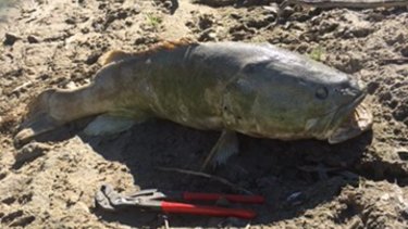More Murray cod are turning up dead on the Darling River about 70 kilometres downstream from Menindee.