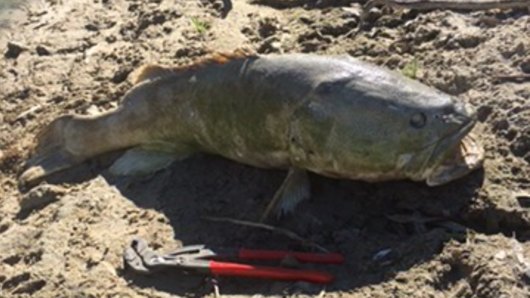 More Murray cod are turning up dead on the Darling River about 70 kilometres downstream from Menindee.
