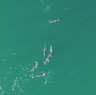 Shark Bay dolphins