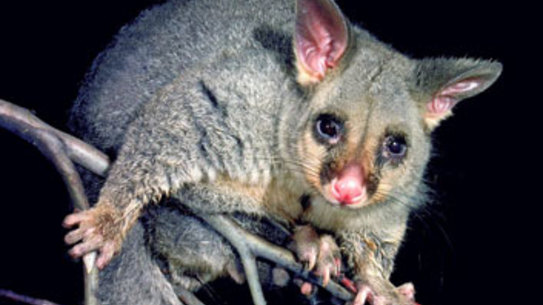 In the war of 2018 against the humans, Possum X remained the victor.