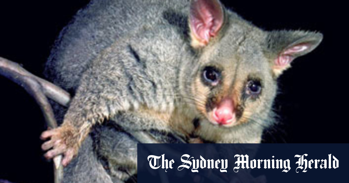 The flesh-eating Buruli ulcer has been detected in Melbourne and coastal Victoria - Vimarsana News