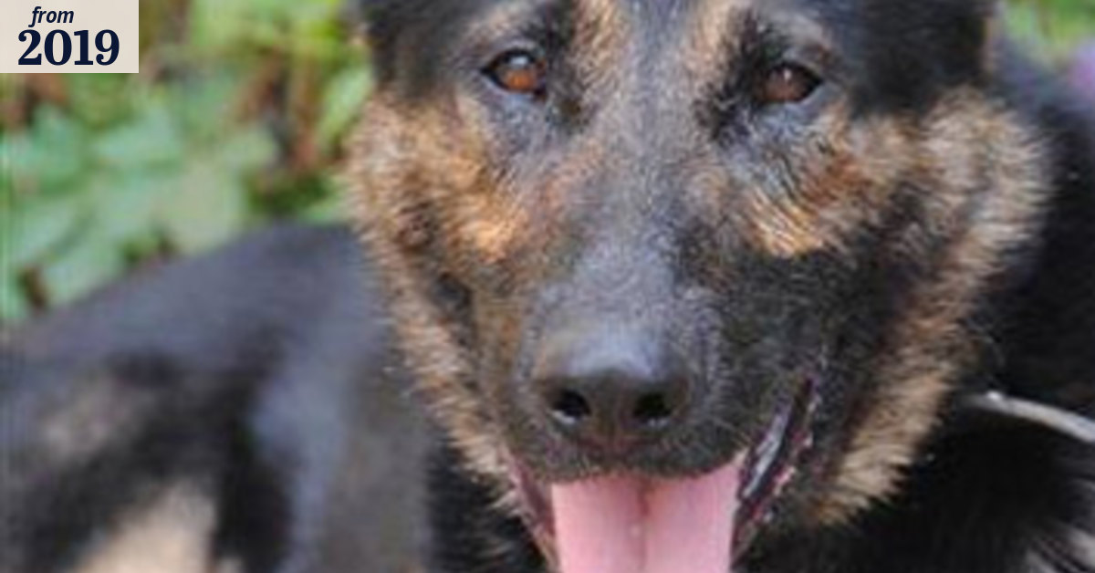 Perth car chase ends with injured police officer, police dog punched in ...