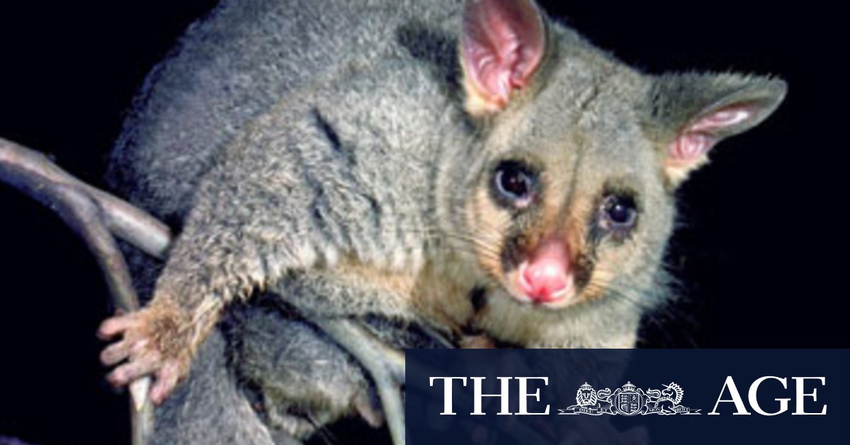 L’ulcère de Buruli mangeur de chair a été détecté à Melbourne et sur la côte de Victoria