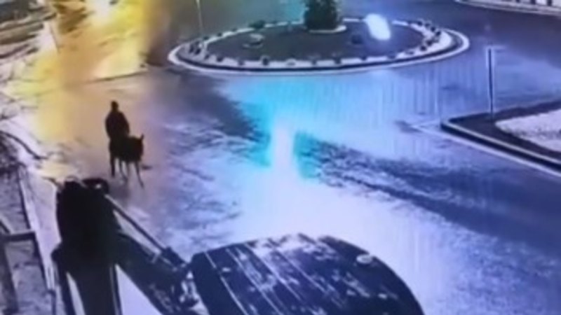 Gold thief escapes on getaway donkey