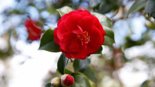 "Alba Plena" is a slow-growing, early-flowering variety.