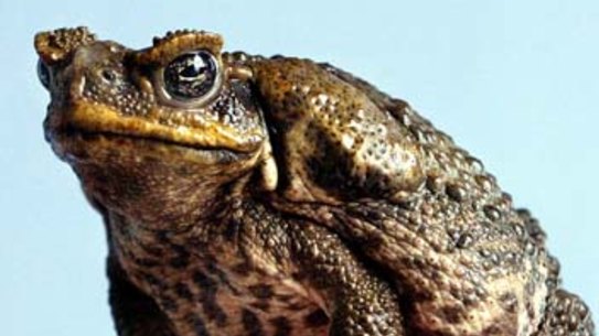Cane toads have wreaked havoc on Australia’s wildlife for 75 years.