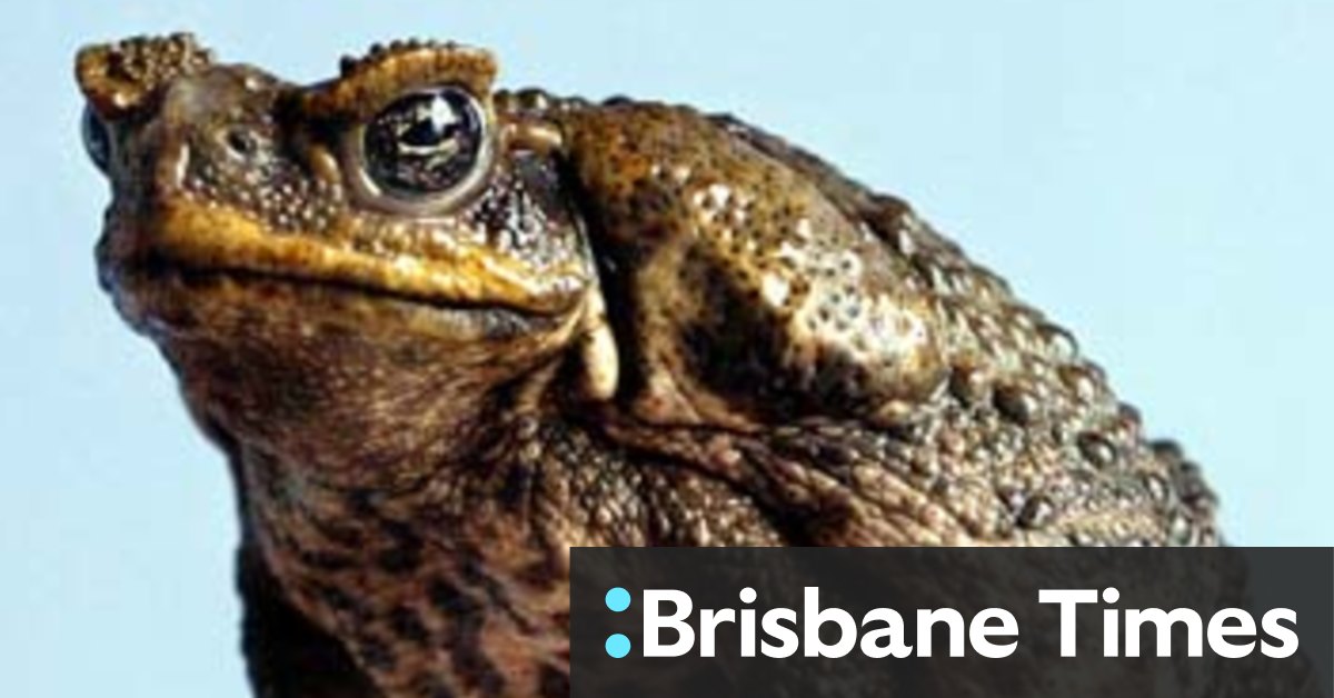 A warts-and-all way to kill cane toads humanely – without the 'zombie' effect - Vimarsana News