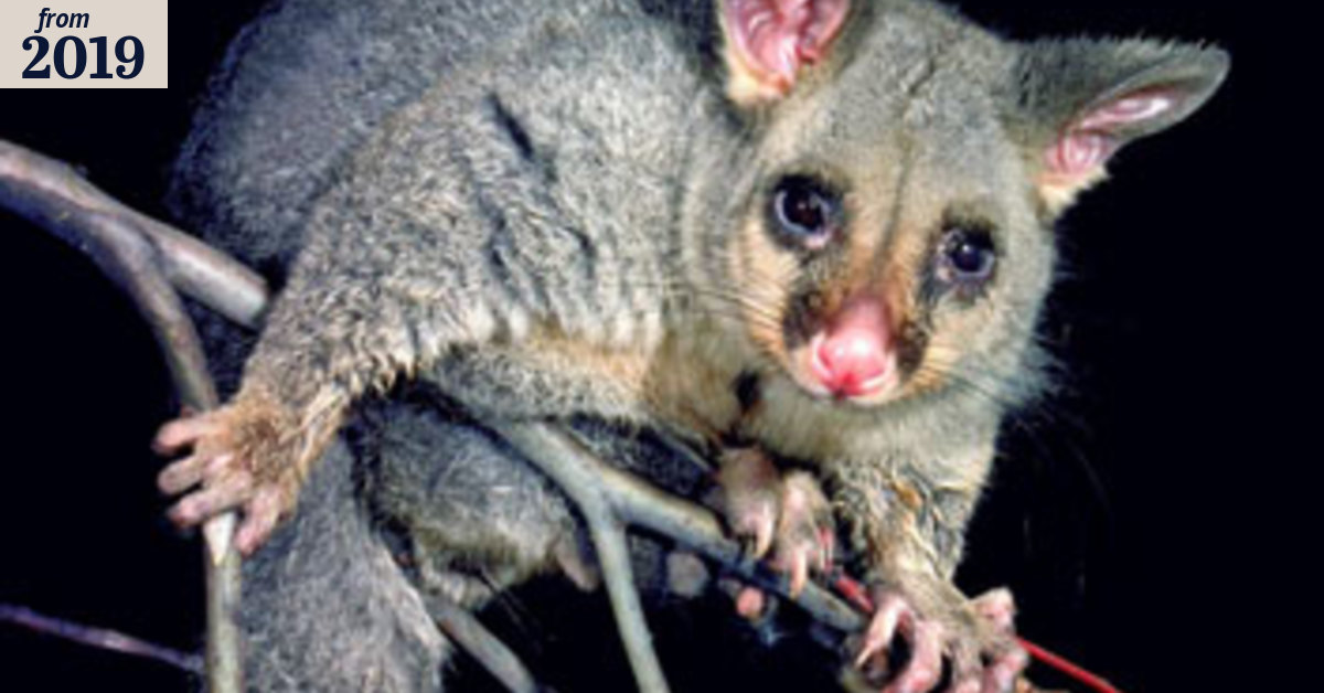 The war with Possum X