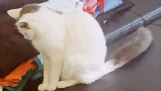 The grey and white cat stolen from the West Melbourne home. 