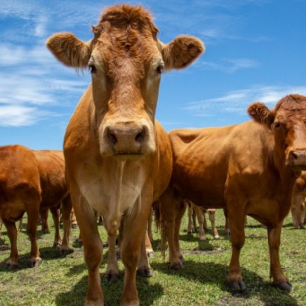 Buying grass-fed meat at a butcher or farmer’s market costs more. But Australians are spending less of their incomes on food now than they ever have in the past.