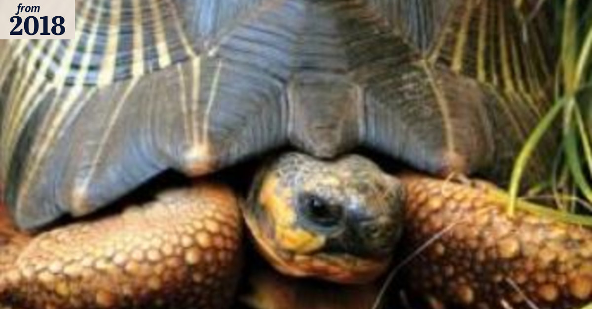 Second tortoise returns to Perth Zoo after seven years