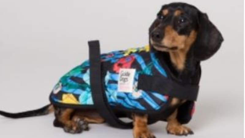 Gorman Will Design Clothes For Dogs But Not Plus Size Women