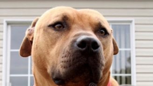 The dog (similar to the one pictured), is described as large, brown and similar to a bullmastiff breed. The dog was wearing a black studded collar.