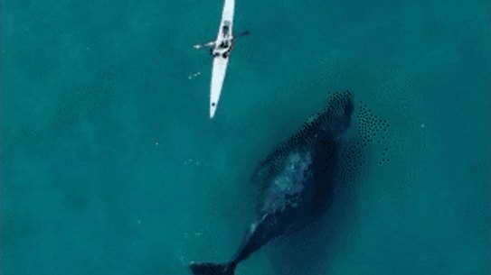 Humpback whales joins a kayaker on a morning paddle in Bondi/