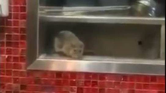 A large rat is videoed at Din Tai Fung at Westfield Sydney in January 2019. 