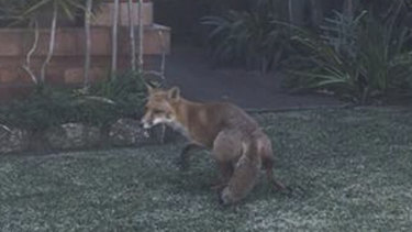 A fox standing in the front yard of a Gladesville home. 