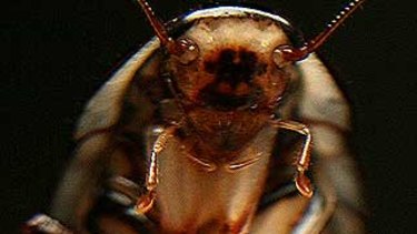 Insects Disappearing Everywhere The Great Extinction Happening Under Our Noses