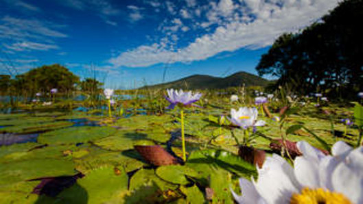 Water lillies in the Caley Valley wetlands surrounding Abbot Point.