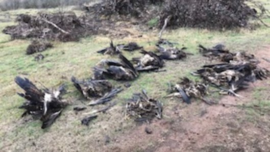 Victorian authorities found 136 dead eagles at the property in Tubbut in East Gippsland.