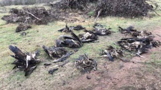 Victorian authorities found 136 dead eagles at a property in Tubbut in East Gippsland.