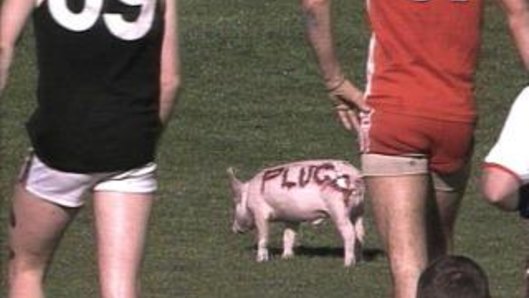 Remember when there was a pig on the field at the SCG in 1993?