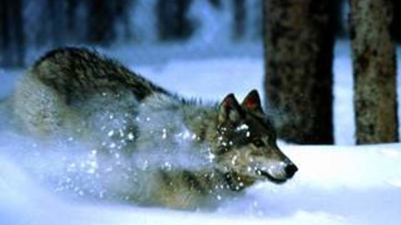 What we can learn from chimpanzees and wolves