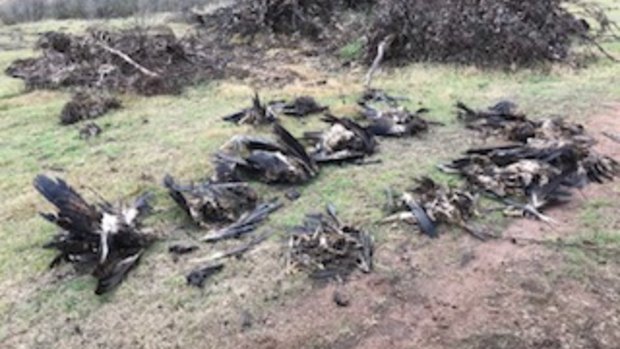 Victorian authorities found 136 dead eagles at a property in Tubbut in East Gippsland.