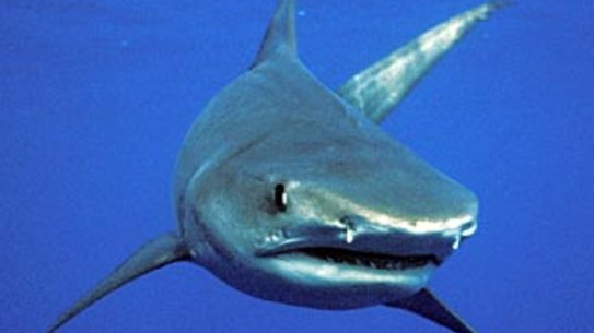 Tiger shark Galeocerdo cuvier off Raine Island, Great Barrier Reef  World Heritage Area , Queensland, Australia Tiger shark, Shark Bay WA