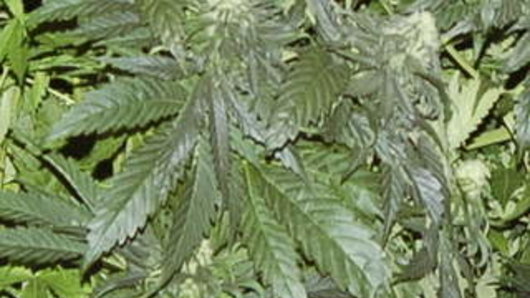 Sydney man charged after hundreds of kilos of cannabis seized