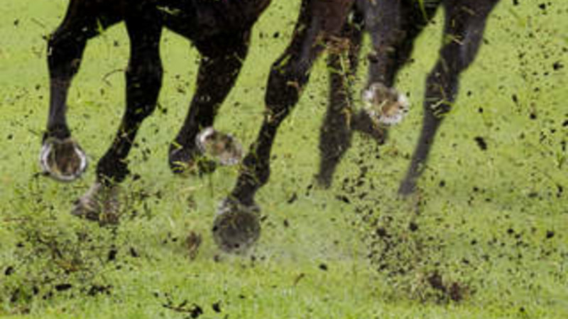 Diva Rouge Targets Third Straight Win at Port Macquarie