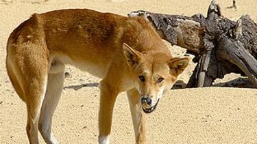 A dingo on Fraser Island.