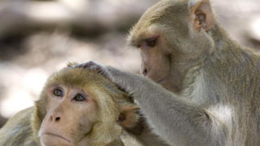 Rhesus macaque monkeys.