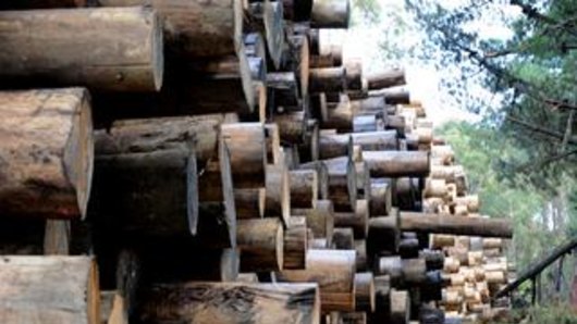 Stockpiles of logs at Neerim South.