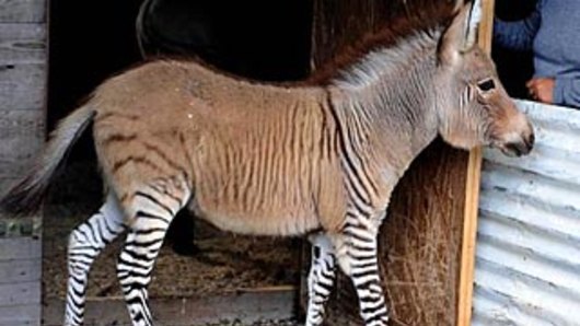 A three-month-old zedonk, a crossing between a zebra and a donkey.
