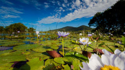 Water lilies in the Caley Valley wetlands surrounding Abbot Point.