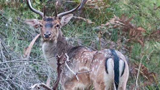 Feral deer are a problem across Australia