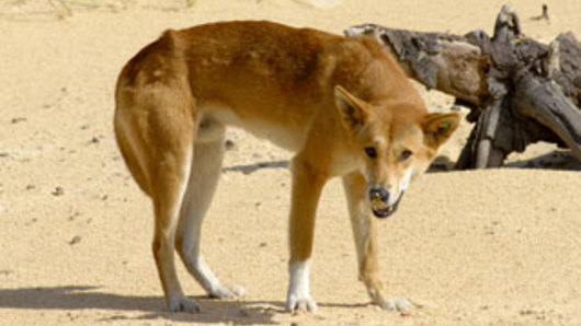 Problem dingo believed responsible for child attacks at Karijini