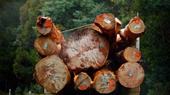 'Significantly compromised': Government ignored advice of its own officers on logging