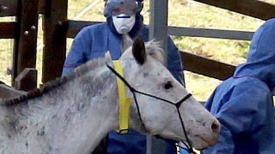 Biosecurity Queensland staff take samples from horses on a property in Mt Alford in 2011.