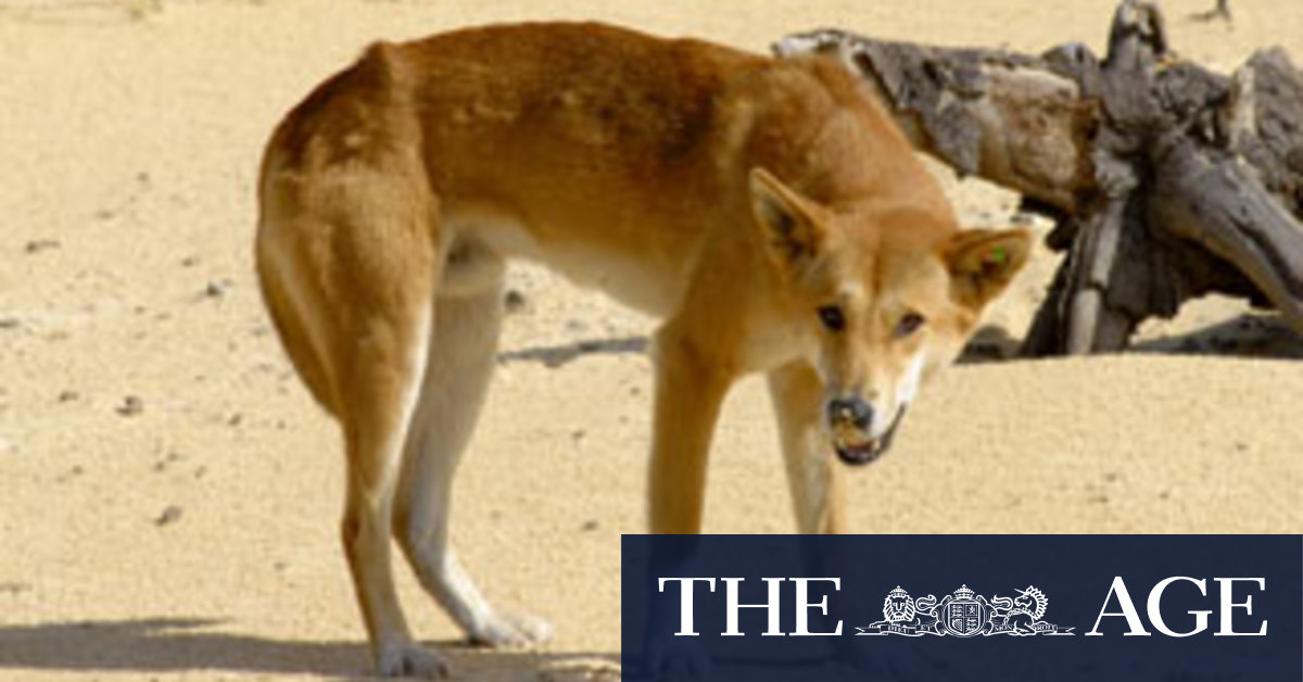 Problem dingo believed responsible for child attacks at Karijini - Vimarsana News
