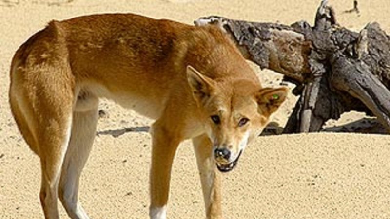 Picture Of A Dingo Wallpaperall