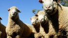 SHEEP AFR 070510 PIC JESSICA SHAPIRO...  GENERIC stock, livestock, murray darling basin, water allocation, restrictions, farmers, feed, agriculture, crisis, drought, climate change, environment, rain, irrigation, live exports, lamb, meat, import, trade...  AFR FIRST USE ONLY PLEASE!!! SPECIALX 64915
