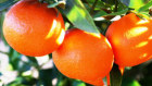Costa Group shares will resume trading on Monday following its acquisition of a Queensland-based mandarin grower. 