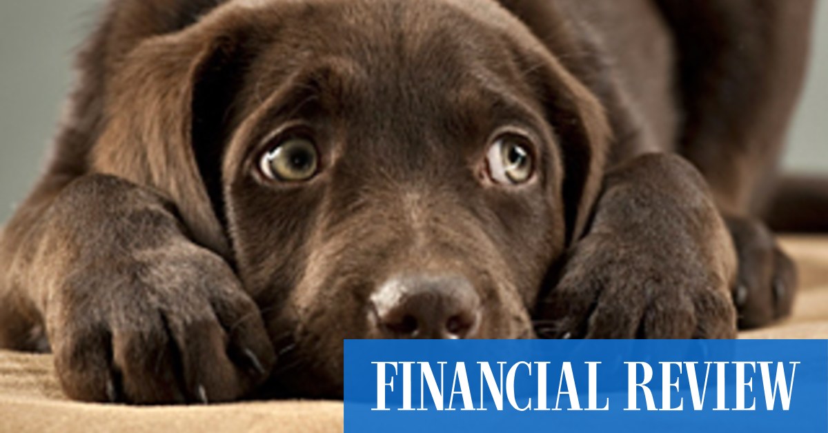 Life-Space co-founder Craig Silbery chases $20m for pet-tech start-up - Vimarsana News