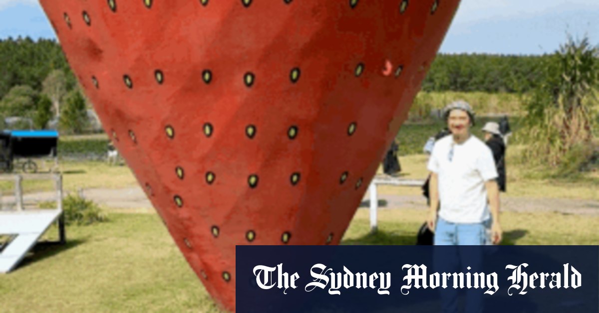 ‘The sweetest strawberry I ever had’: Best places to pick near Brisbane
