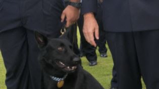 Six-year-old black German Shepherd police dog Bravo.
