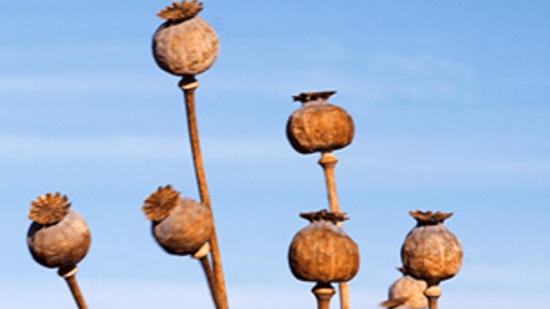 Poppy thieves steal thousands of plants from Victorian farm, sparking health warning